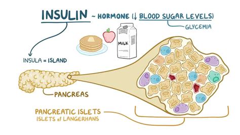 Translate 'insulin' into Tagalog: meaning & definition .
